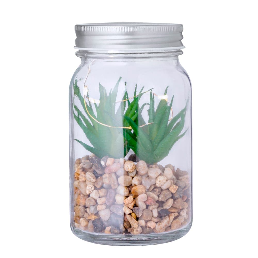 Plante Décorative 2