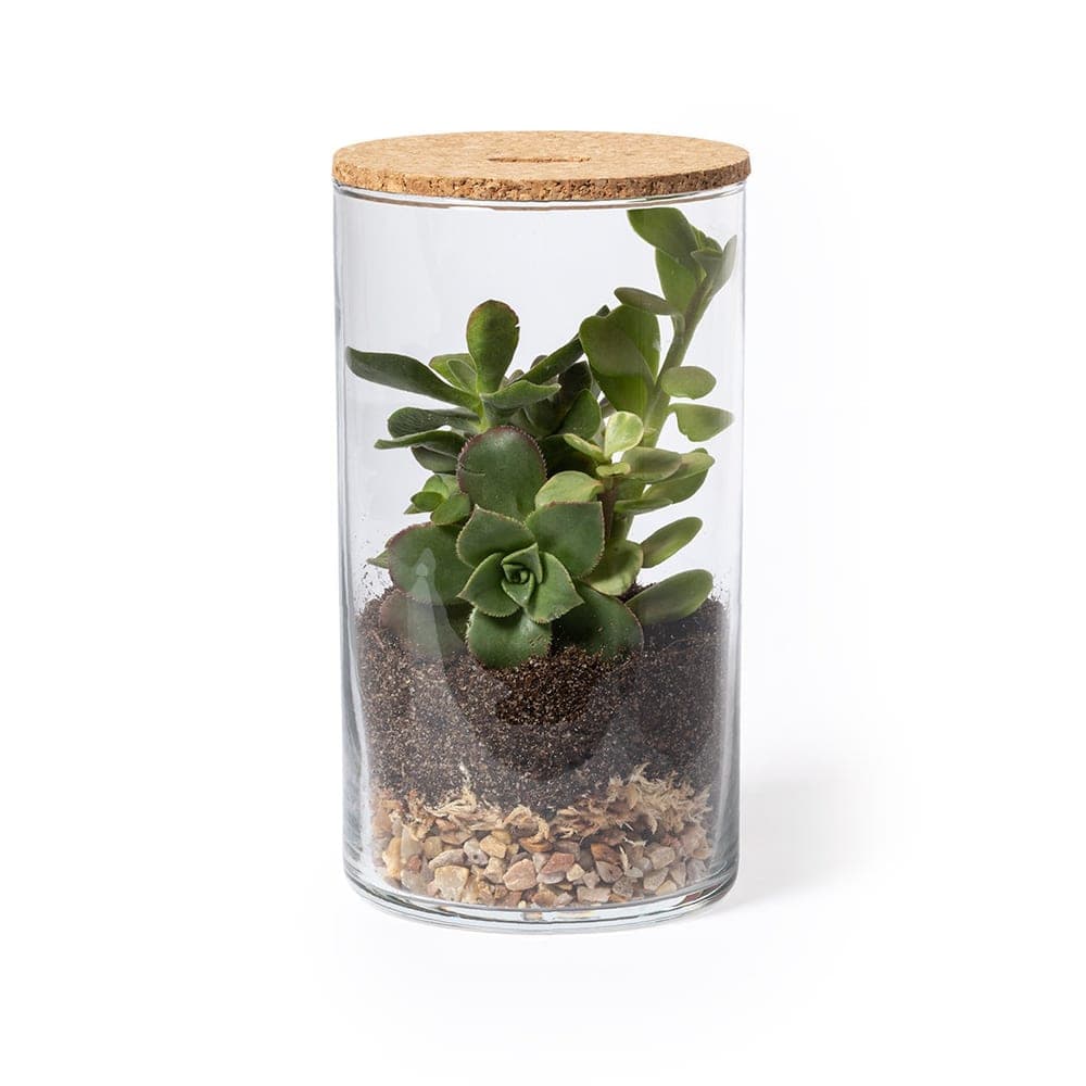 Terrarium 3