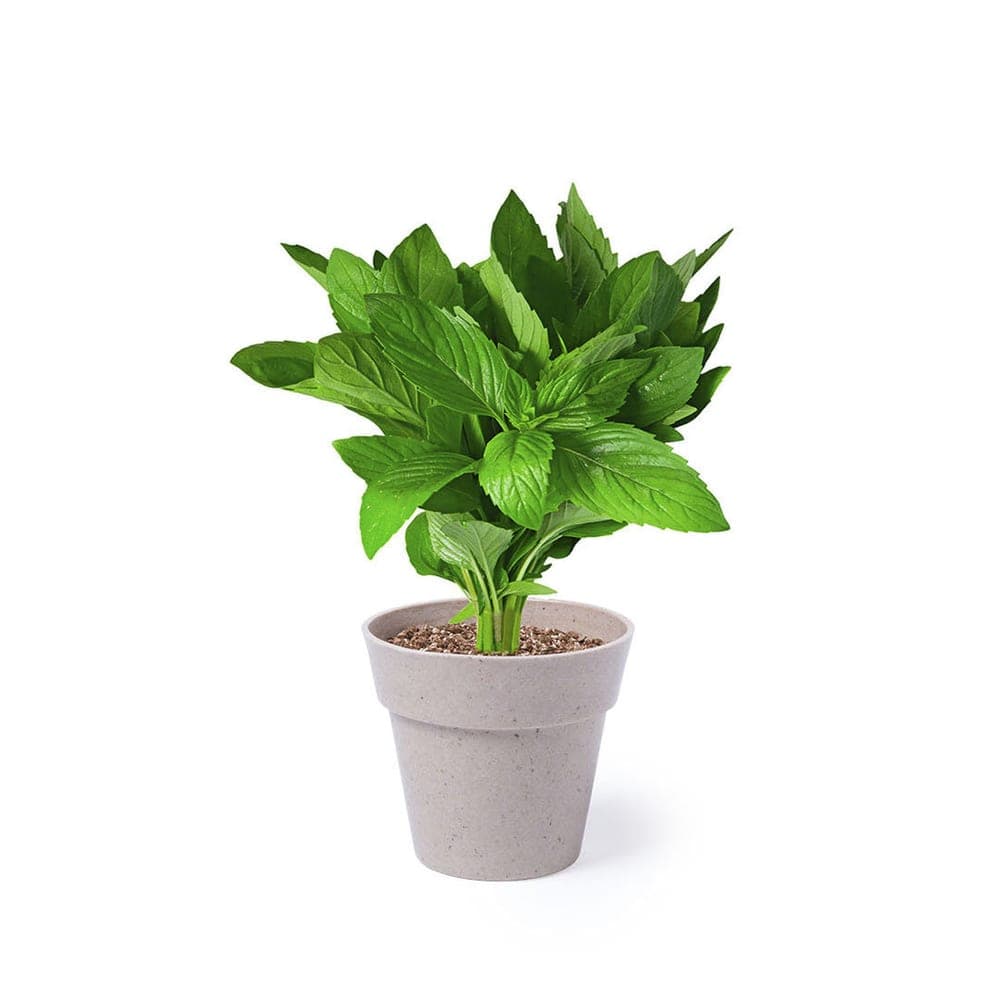Set Pot de Fleurs 5