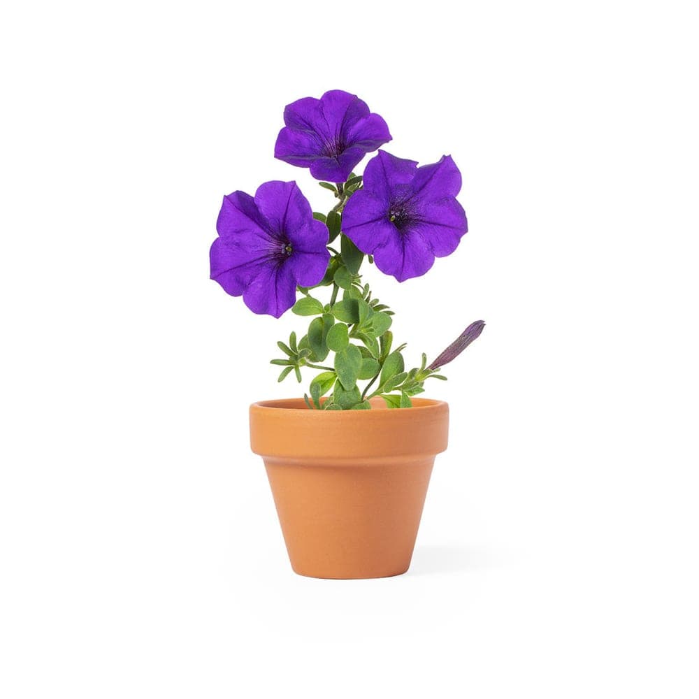Pot de Fleurs 3
