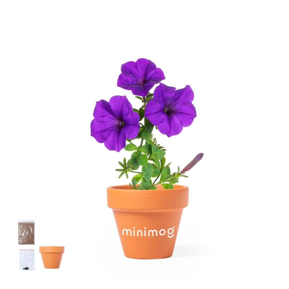 Pot de Fleurs