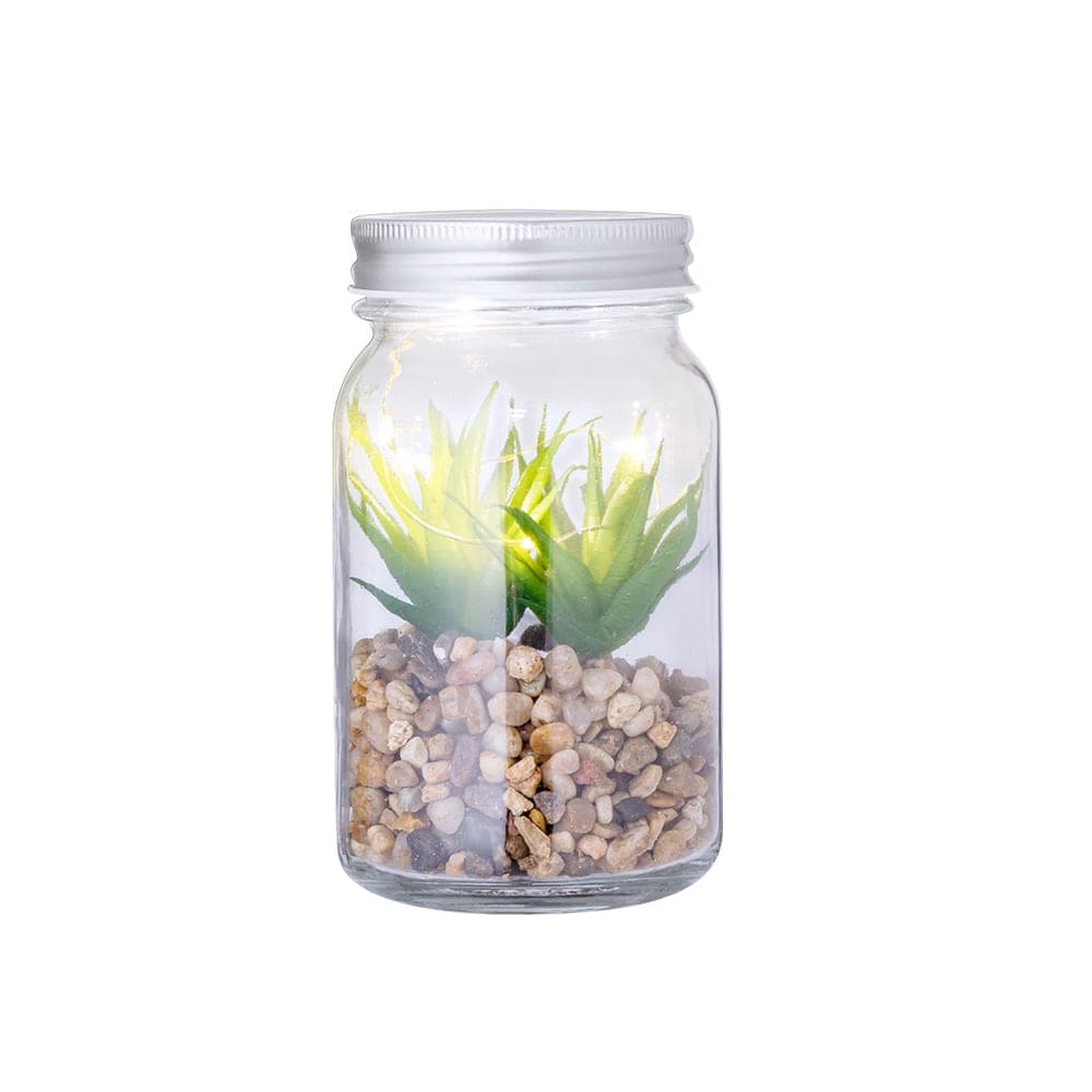 Plante Décorative